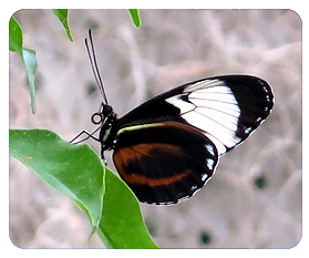 Papillons en Fête 2014